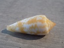 CONIDAE PHASMOCONUS LIENARDI