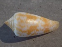 CONIDAE PHASMOCONUS LIENARDI