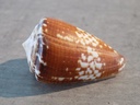 CONIDAE CONUS ATERALBUS