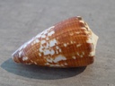 CONIDAE CONUS ATERALBUS