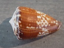 CONIDAE CONUS ATERALBUS