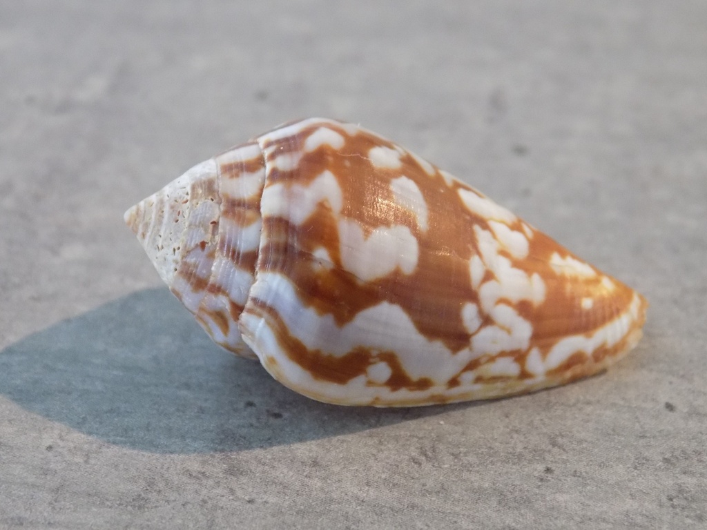 CONIDAE LAUTOCONUS GUINAICUS