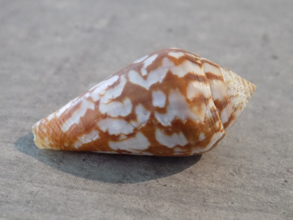 CONIDAE LAUTOCONUS GUINAICUS