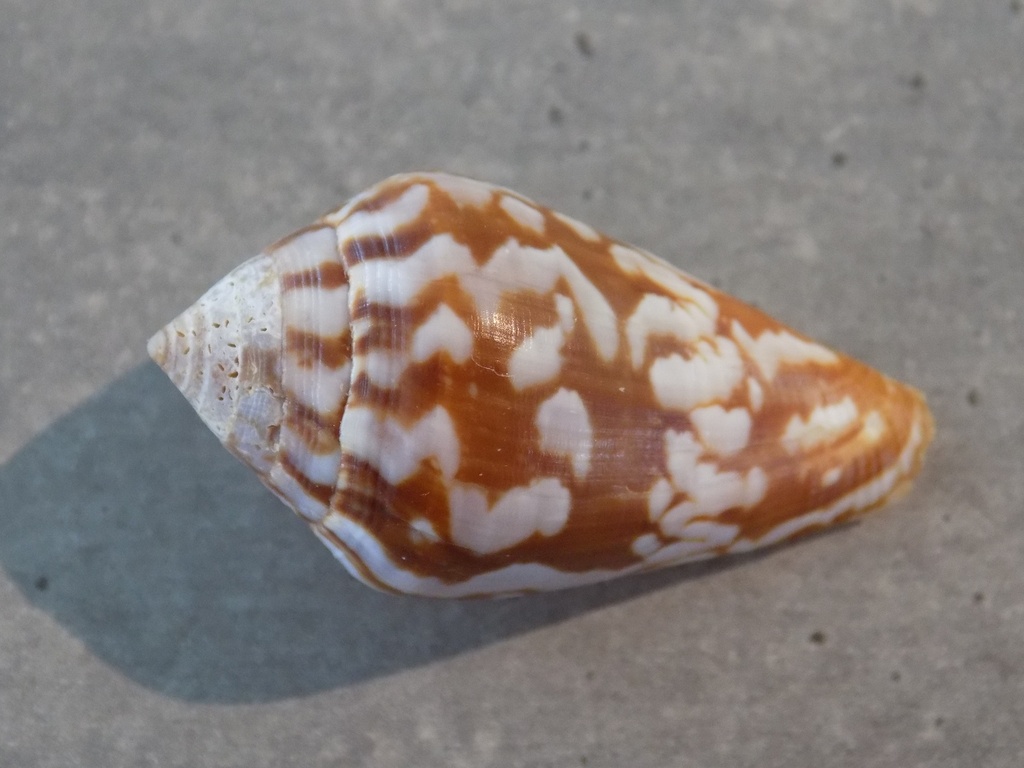 CONIDAE LAUTOCONUS GUINAICUS