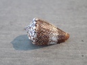 CONIDAE CONUS DELANNOYI