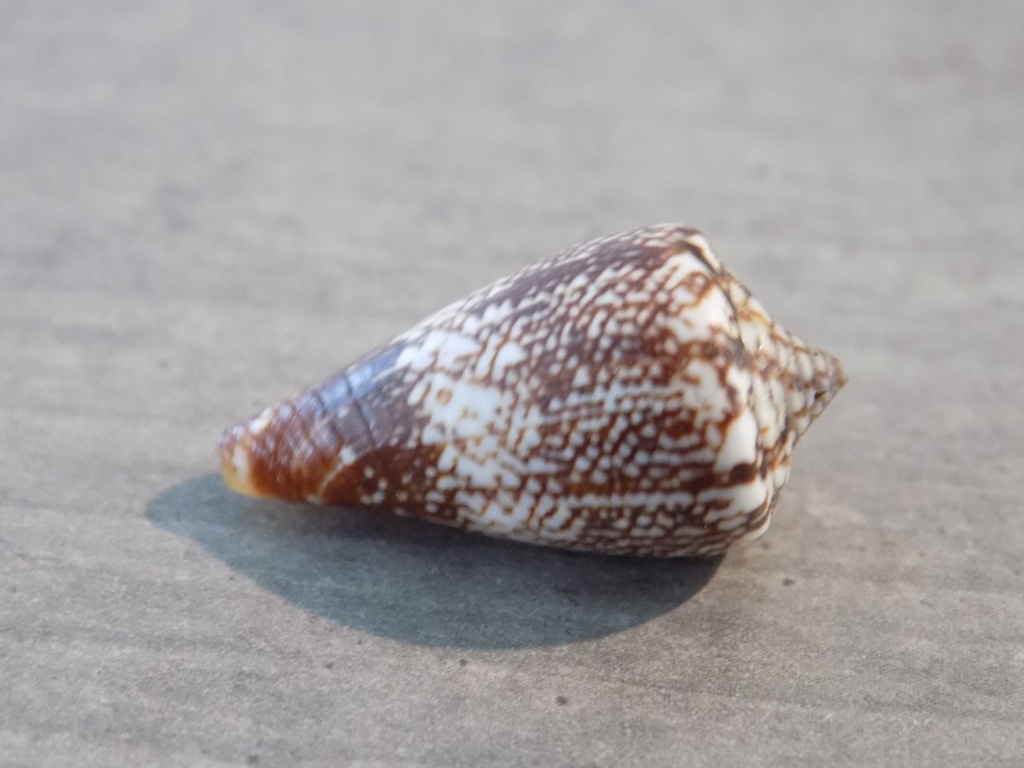 CONIDAE CONUS DELANNOYI