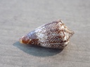 CONIDAE CONUS DELANNOYI