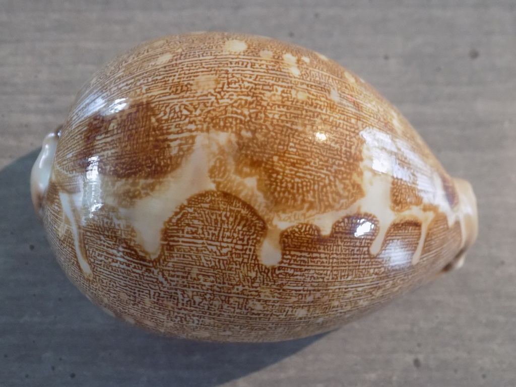 CYPRAEA LEPORICYPRAEA MAPPA MAPPA