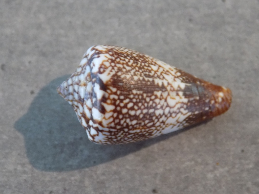 CONIDAE CONUS DELANNOYI