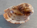 HARPIDAE HARPA DAVIDIS