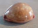 CYPRAEA LEPORYCYPRAEA MAPPA PANERYTHRA