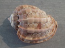 HARPIDAE HARPA VENTRICOSA