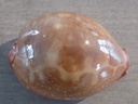 CYPRAEA LEPORYCYPRAEA MAPPA PANERYTHRA