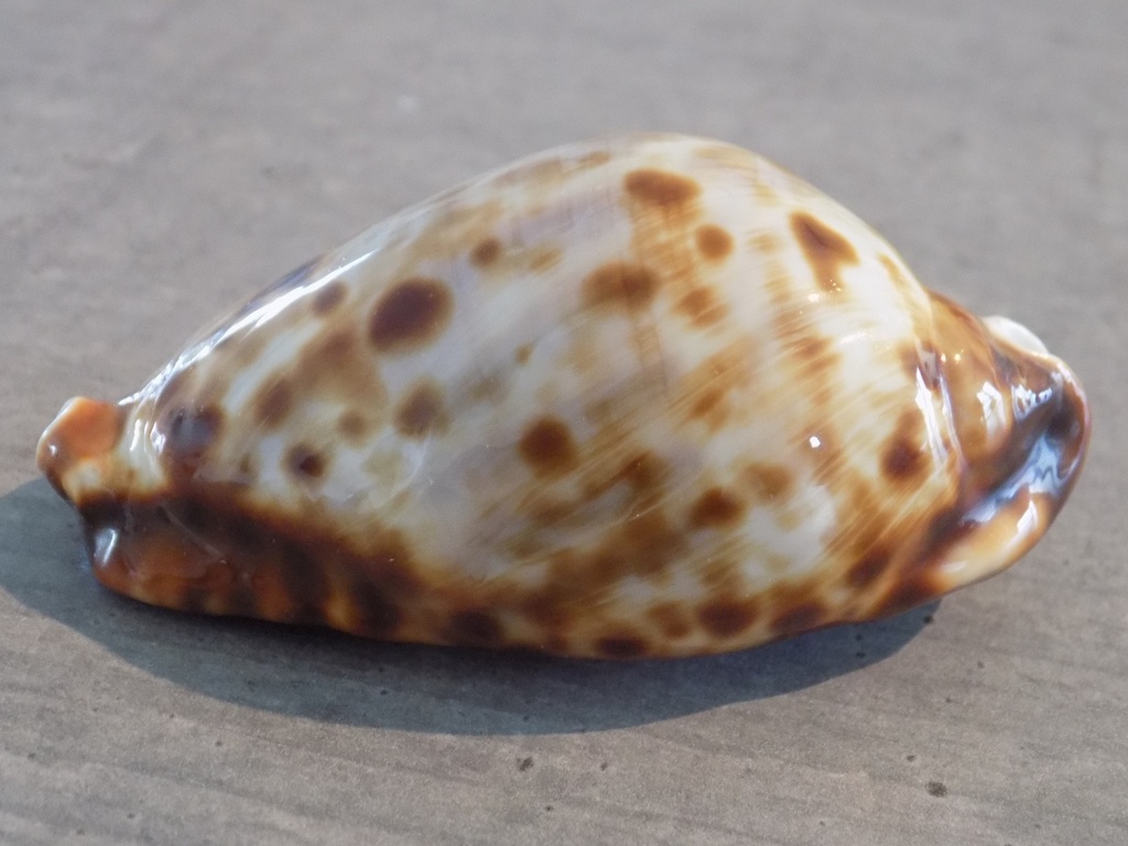 CYPRAEA ZOILA FRIENDII FRIENDII