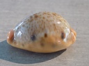 CYPRAEA LYNCINA PORTERI