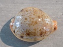 CYPRAEA LYNCINA PORTERI