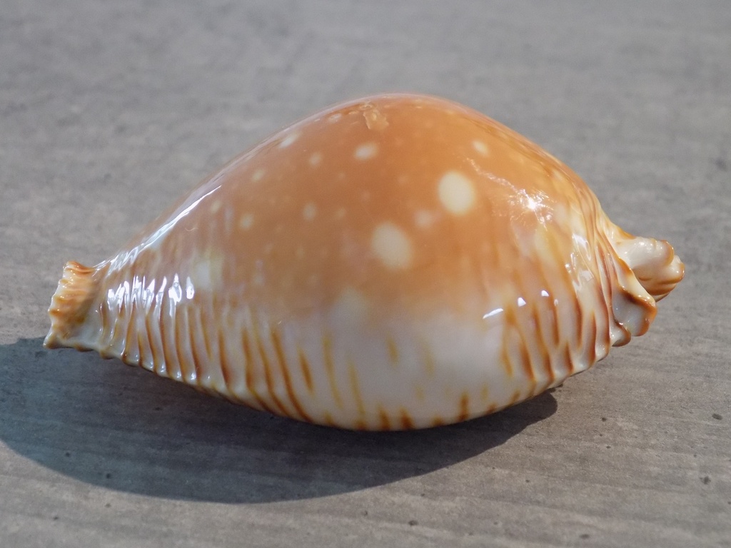 CYPRAEA PERISEROSA GUTTATA GUTTATA XL