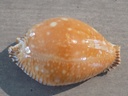 CYPRAEA PERISEROSA GUTTATA GUTTATA XL