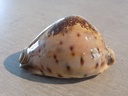 CYPRAEA LEPORICYPRAEA VALENTIA XL