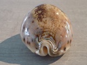 CYPRAEA LEPORICYPRAEA VALENTIA XL