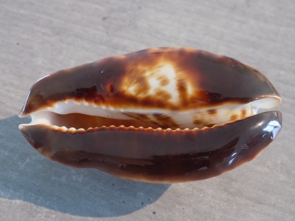 CYPRAEA ZOILA FRIENDII FRIENDII