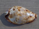 CYPRAEA ZOILA FRIENDII FRIENDII