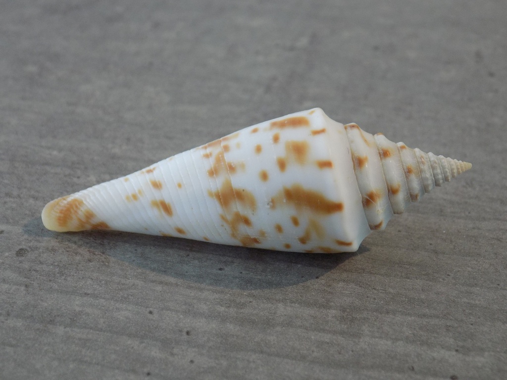 CONIDAE CONASPRELLA ICHINOSEANA