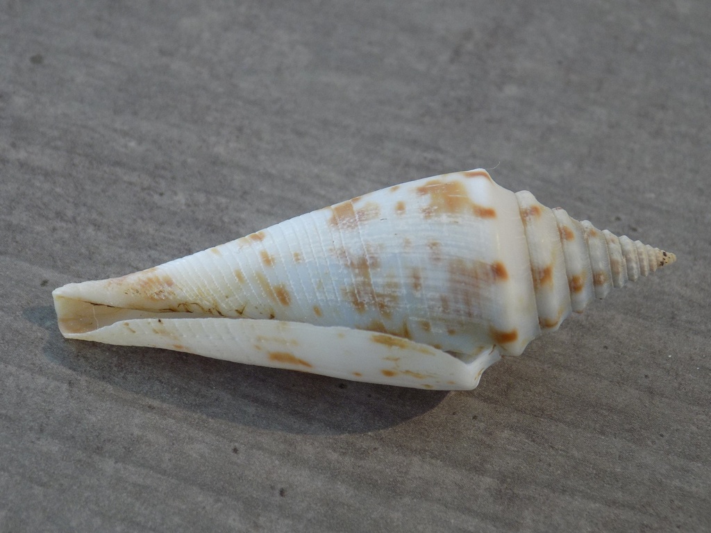 CONIDAE CONASPRELLA ICHINOSEANA