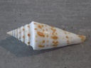 CONIDAE CONASPRELLA ICHINOSEANA