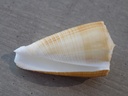 CONIDAE ASPRELLA SULCATUS BOCKI