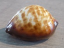 CYPRAEA ZOILA DECIPIENS