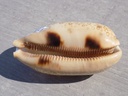 CYPRAEA ARESTORIDES ARGUS ARGUS