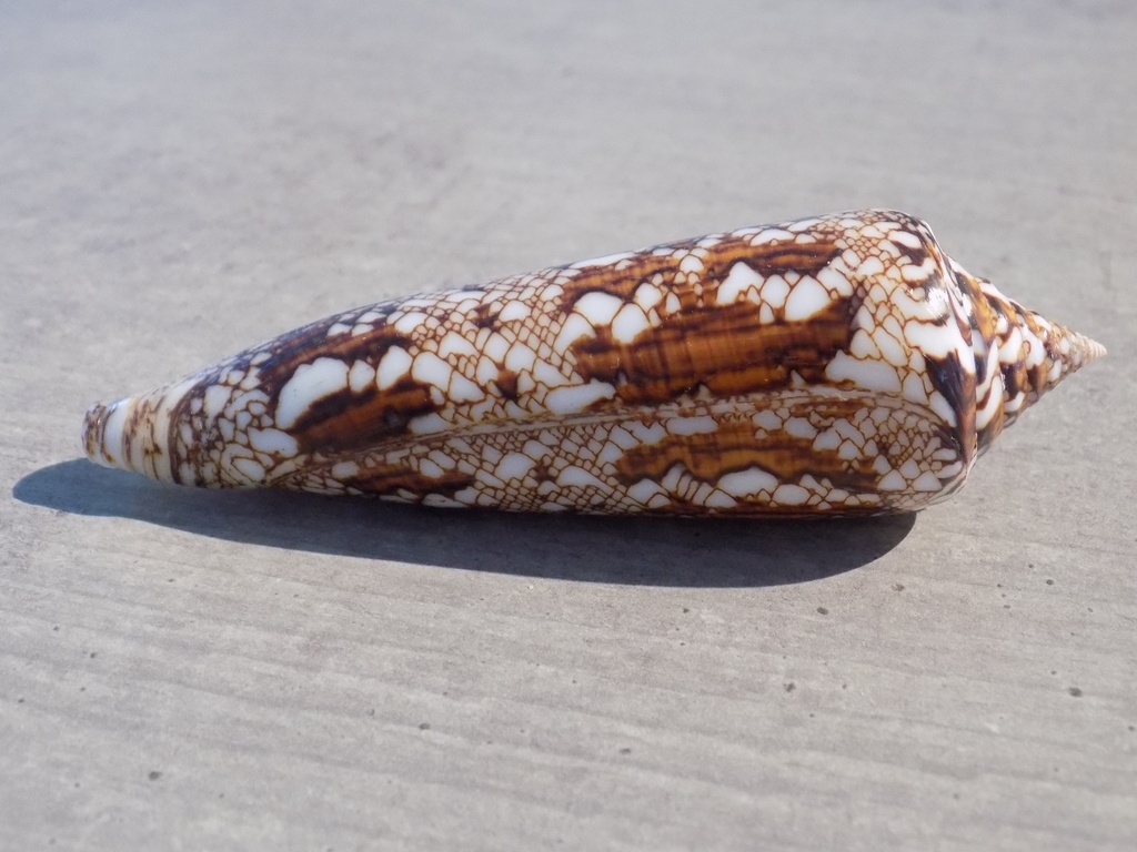 CONIDAE CYLINDER BENGALENSIS