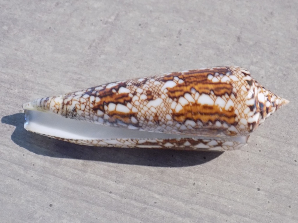 CONIDAE CYLINDER BENGALENSIS