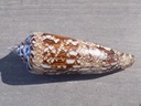 CONIDAE CYLINDER BENGALENSIS