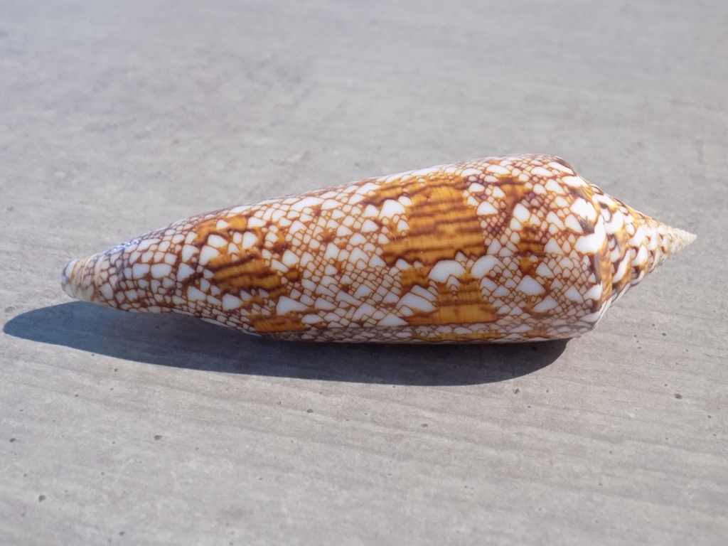 CONIDAE CYLINDER BENGALENSIS