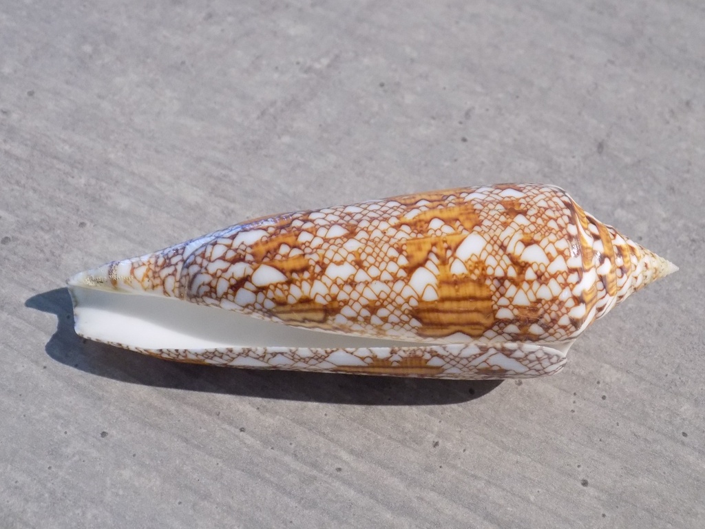 CONIDAE CYLINDER BENGALENSIS