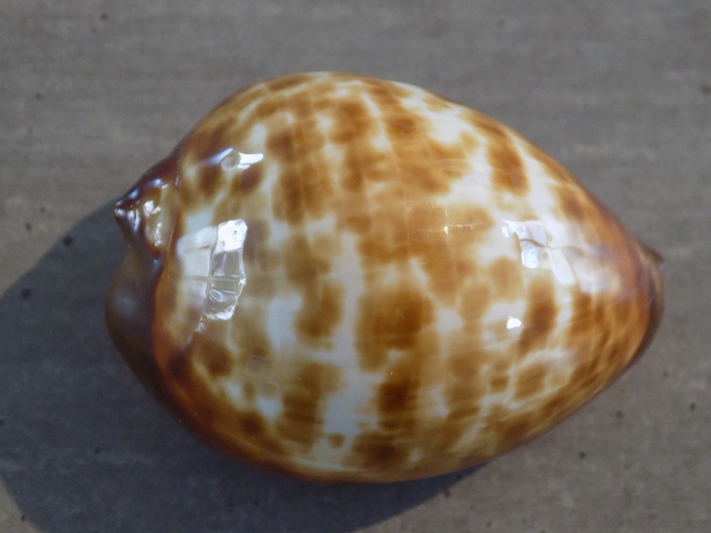 CYPRAEA ZOILA DECIPIENS