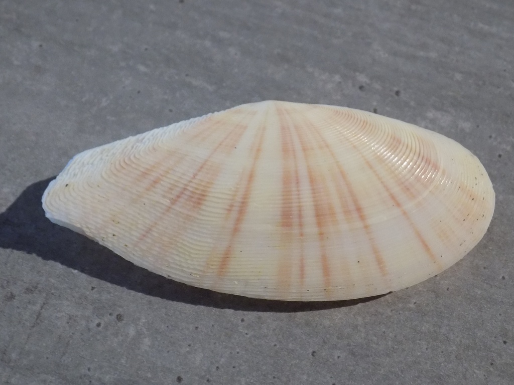 PSAMMOBIIDAE PSAMMOBIA AMETHYSTA