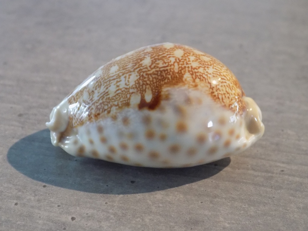 CYPRAEA LEPORICYPRAEA MAPPA REWA