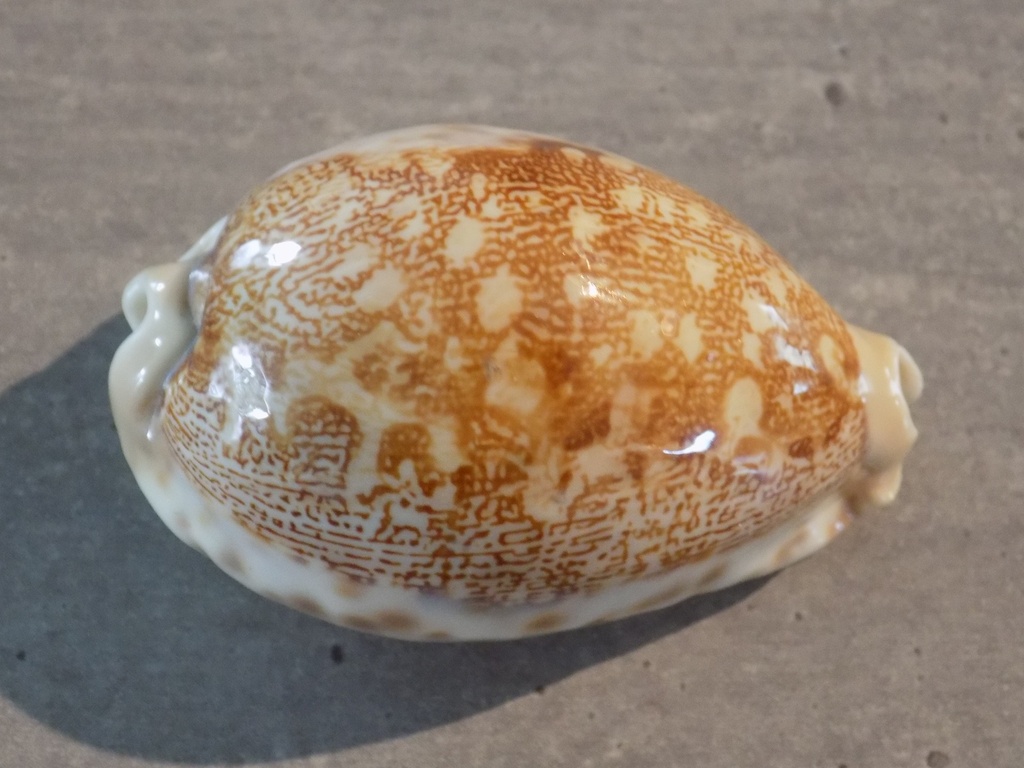 CYPRAEA LEPORICYPRAEA MAPPA REWA