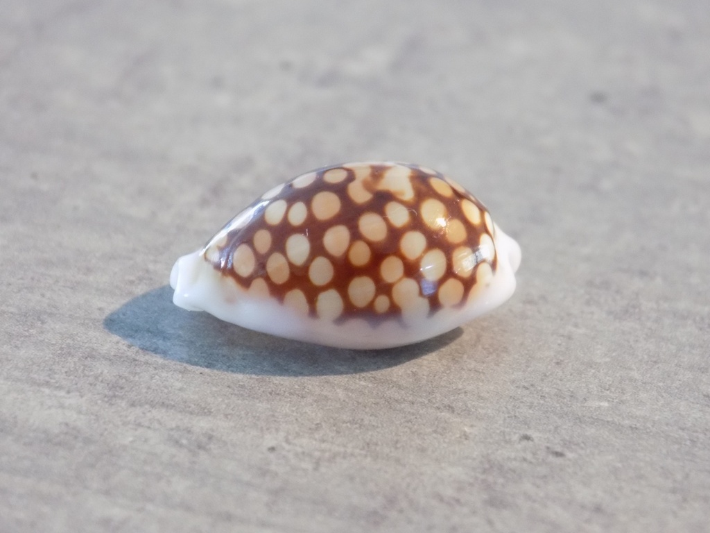 CYPRAEA C.CRIBRARIA COMMA TOLIARENSIS