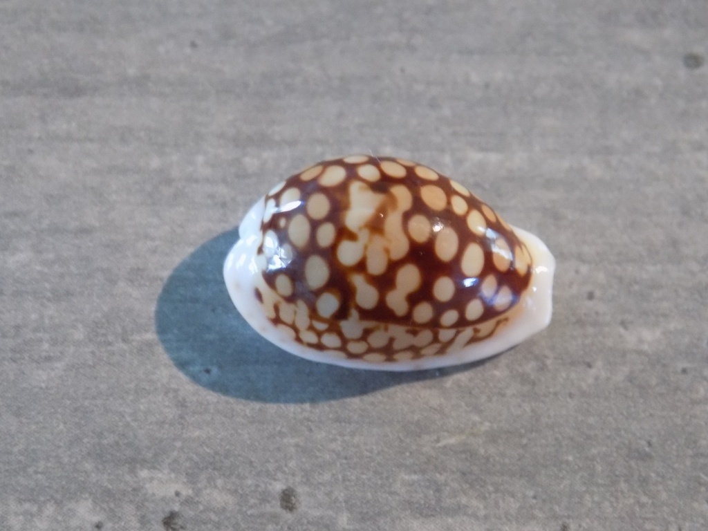 CYPRAEA C.CRIBRARIA COMMA TOLIARENSIS