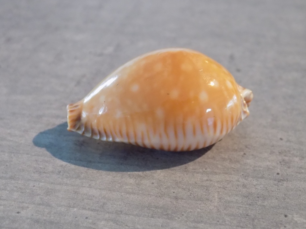 CYPRAEA PERISS.GUTTATA SURIMENSIS