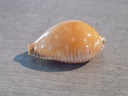 CYPRAEA PERISS.GUTTATA SURIMENSIS