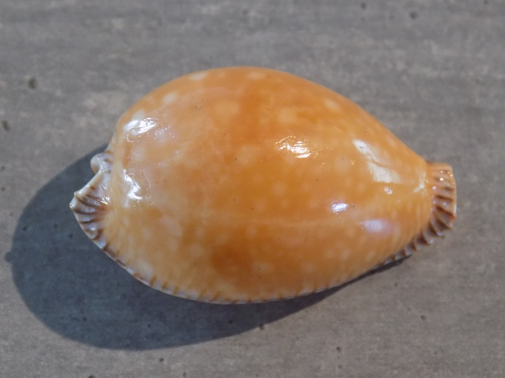 CYPRAEA PERISS.GUTTATA SURIMENSIS