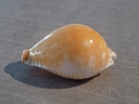 CYPRAEA PERISS.GUTTATA AZUMAI