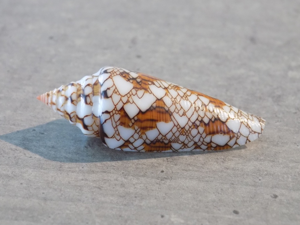 CONIDAE CYL.BENGALENSIS SUMBAWAENSIS