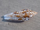 CONIDAE CYL.BENGALENSIS SUMBAWAENSIS