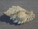 MURICIDAE CHICOREUS PALMIFERUS